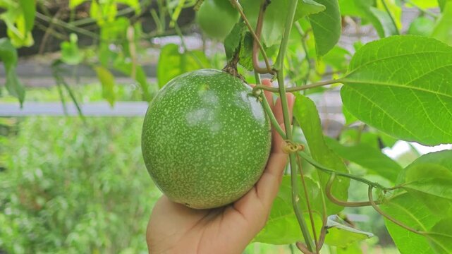 Fresh passion fruit