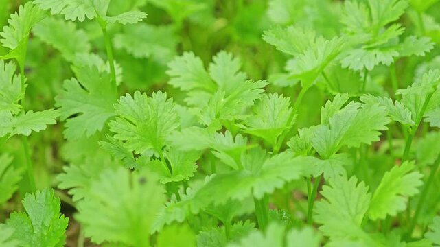 Fresh cilantro in the garden.