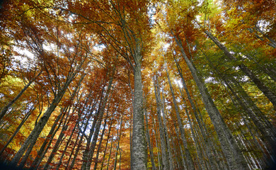 Naklejka premium Autumn melancholy among the silent giants of nature