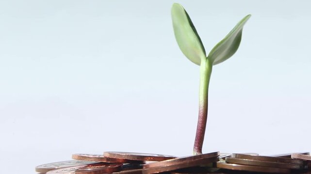 Small green seedling with two leaves grows upright from a flat pile of copper coins on light background, staying still while camera slowly zooms in, symbolizing financial growth