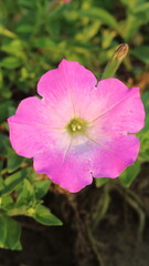 Obraz premium Beautiful Pink Petunia Flower Close-Up