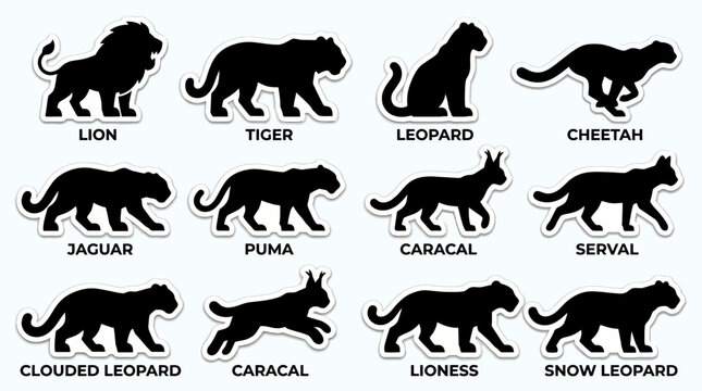 Silhouettes of various wild big cats in different poses and species