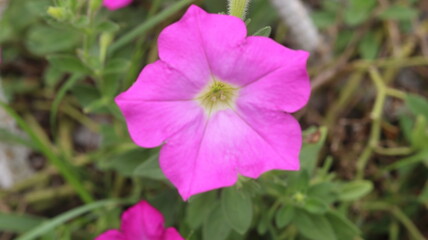 Obraz premium Beautiful Pink Petunia Flower Close-Up