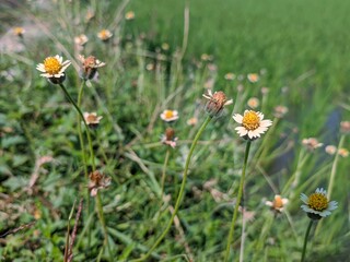 Obraz premium wild flowers in the field
