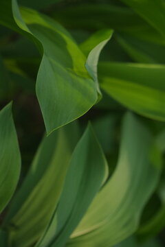 Lush Green Leaves Soft Focus Sunlight Dappled Nature Vertical Background Representing Growth and Freshness in Spring or Summer