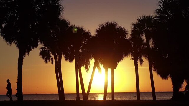 This captivating silhouette depicts a serene moment on the beach at sunset. Against the backdrop of a bright golden orange twilight sky, rows of palm or coconut trees stand majestically.