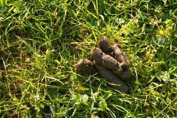 Obraz premium Pile of Fresh Dog Feces on Sunlit Green Grass Lawn Representing Pet Owner Responsibility and Outdoor Hygiene Challenges