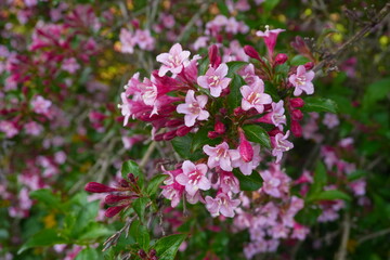 Fototapeta premium pink flowers in the garden