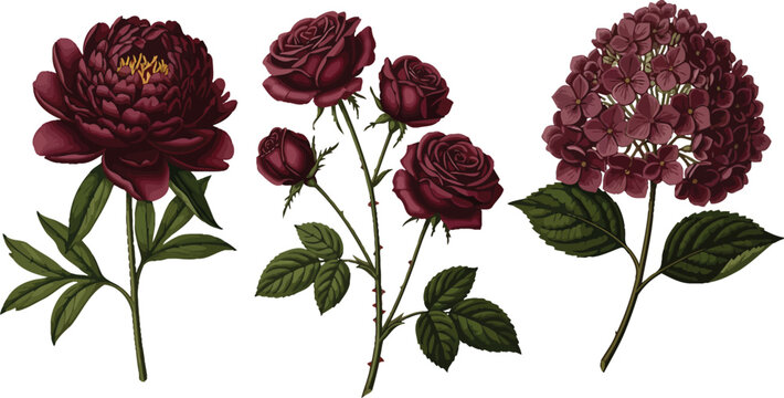 Vintage botanical vector illustration set featuring dark burgundy peony roses and hydrangea flowers for elegant floral design projects