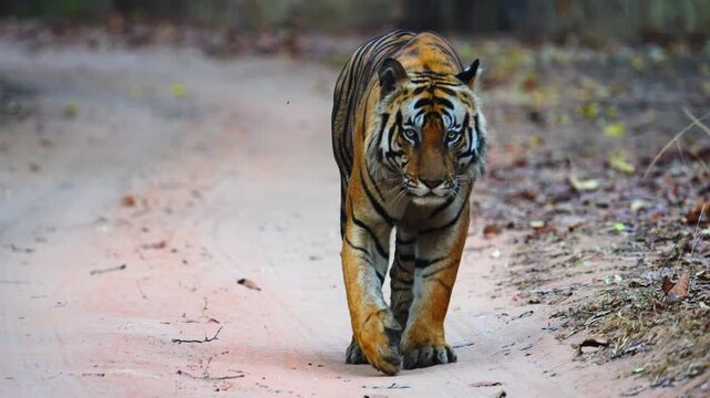 Tiger prowls through monsoon-drenched mountain forest, waterfalls cascading&mdash;a wild symphony of nature's untamed power