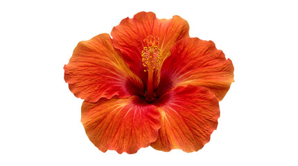 Vibrant orange hibiscus flower isolated on transparent background © SMNahid