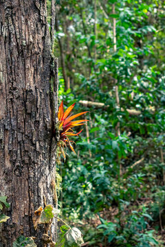 Orange Bromeliad Growing on Tree Trunk in Colombian Forest