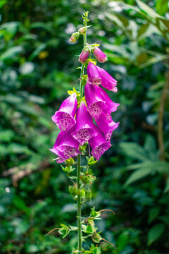 Purple Foxglove Flowers in Forest near Bogot&aacute; Colombia