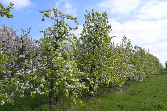 Birnen, Birnenbl&uuml;te, Obstanbau-Gebiet  Niederelbe,  Altes Land