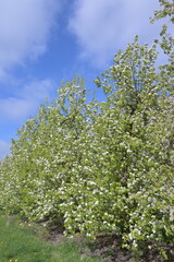 Fototapeta premium Birnen, Birnenblüte, Obstanbau-Gebiet Niederelbe, Altes Land