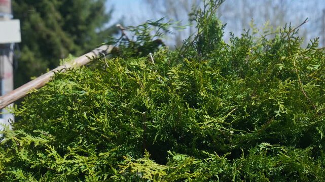 Close up of a garden rake removing cut thuja branches from the top of a hedge after pruning