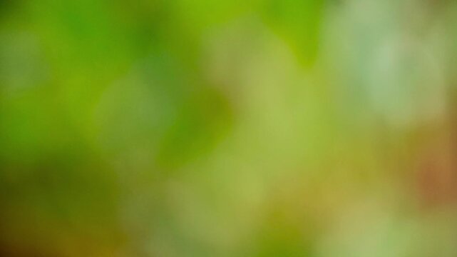 yellowish green blurry footage moving like an object blown by the wind