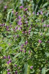Fototapeta premium Weichhaarige Hohlzahn, Galeopsis pubescens, blühende Pflanzengruppe