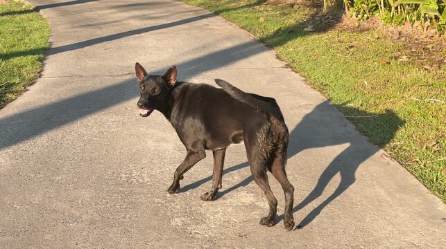 Black stray dog with injured leg looking back on sunny path