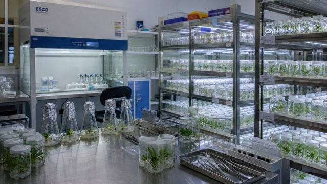 Laboratory interior with plant tissue cultures under controlled conditions showcasing shelves full of plant jars and sterile workspace arrangement