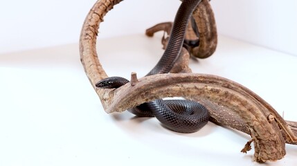 Fototapeta premium Mexican Black Kingsnake Slithering Through Curved Branches on a White Background