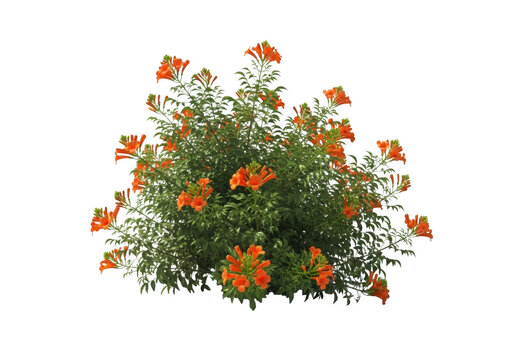 A dense bush of trumpet-shaped orange flowers and green leaves isolated on a solid black background, viewed from the front