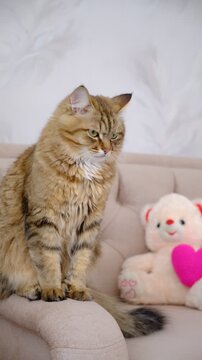 Cute curious cat with soft toy, teddy bear with pink heart. Pretty crossbreed cat. Happy Valentines Day. Happy Birthday. Curious kitten looking at camera, cozy home. Atmospheric mood