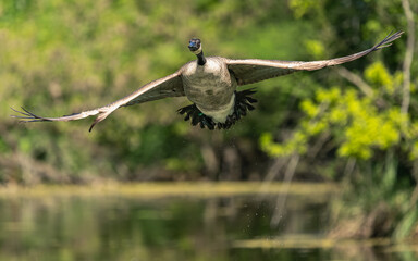 Kanadagans (Branta canadensis) © SBOR Naturfotografie
