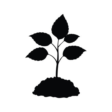 Minimalist black and white poplar tree seedling silhouette vector illustration design, poplar tree seedling silhouette vector illustration