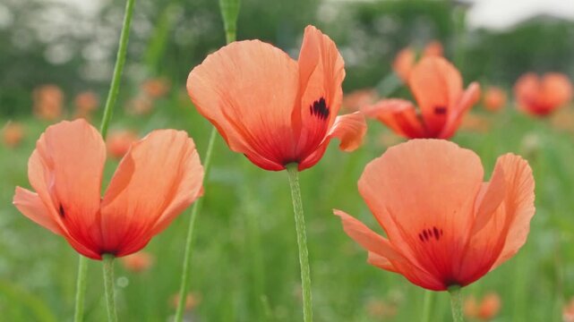 ナガミヒナゲシがゆっくり風に揺れる