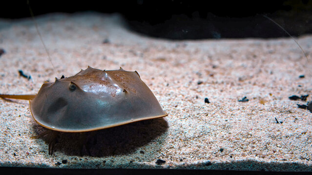 Horseshoe crab on sand in a marine aquarium