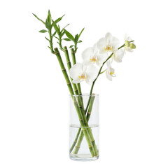 Fototapeta premium White orchid flowers in clear glass vase with green stems and buds isolated on transparent background