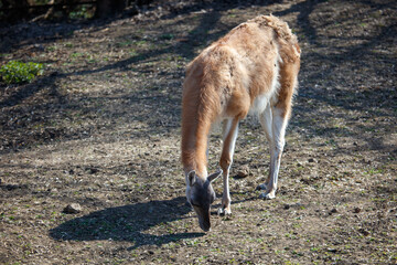 Naklejka premium Guanaco bends to eat grass