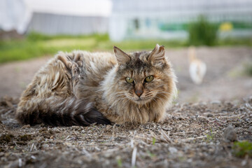 手術済みの左耳先をカットされたさくら猫 © kelly marken