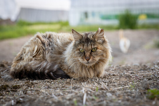 手術済みの左耳先をカットされたさくら猫