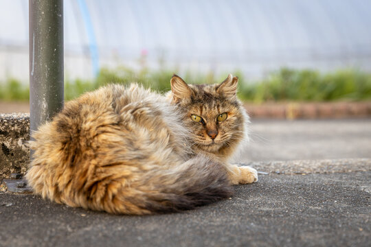 手術済みの左耳先をカットされたさくら猫