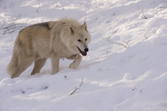 Arctic Wolf (Canis lupus arctos) in snow, captive, Rhineland-Palatinate, Germany