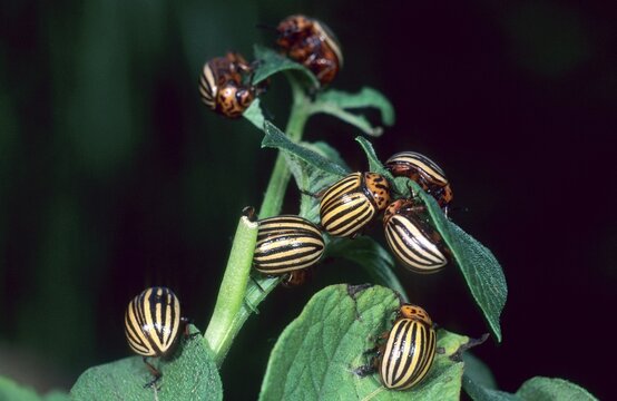 Colorado Potato Beetle (Leptinotarsa decemlineata) on a fodder plant, Allgaeu, Germany, Europe