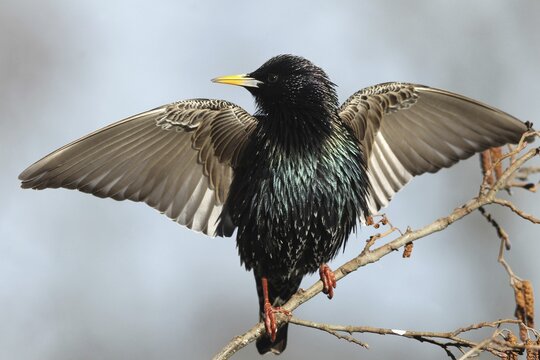 Starling (Sturnus vulgaris) courting on hazel, Bavaria, Germany