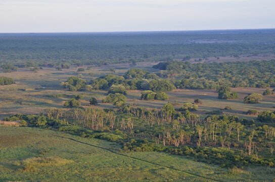 Mushitu Forest or Swamp Forest, Kasanka National Park, Zambia
