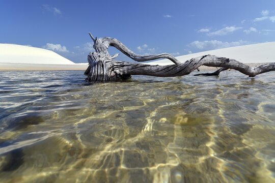 Dead tree in a freshwater lagoon, Parque Nacional dos Len&ccedil;&oacute;is Maranhenses or Len&ccedil;&oacute;is Maranhenses National Park, Maranh&atilde;o, Brazil