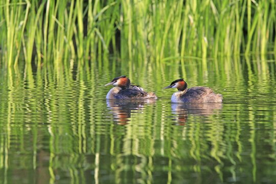 Great Crested Grebes (Podiceps cristatus)