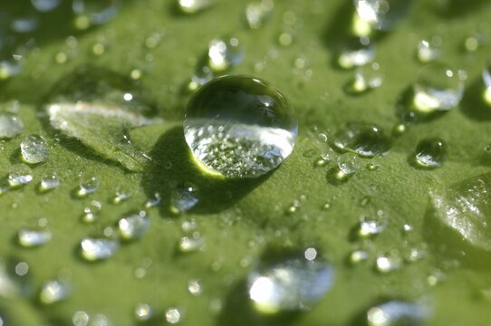 Water drops on lady's mantle leave Alchemilla mollis