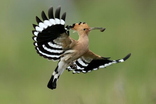 Hoopoe (Upupa epops) in flight with food, Rhineland-Palatinate, Germany