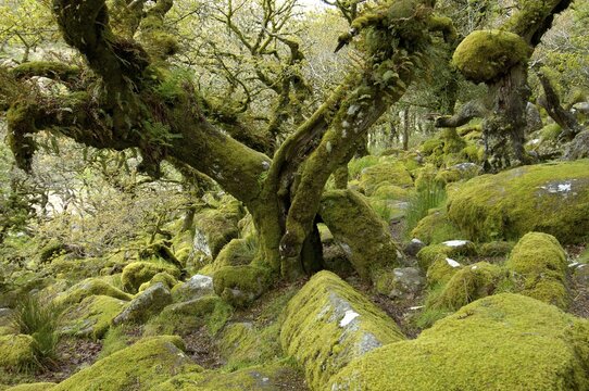 Whistmans Wood near Two Bridges Dartmoor National Park Devon England