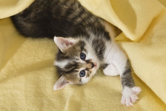 Kitten stretching