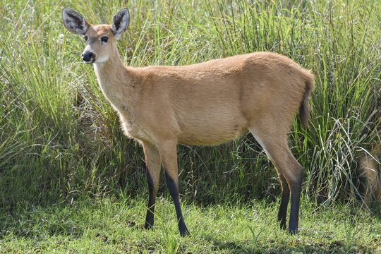 Marsh deer (Blastocerus dichotomus) in the marsh area of Esteros del Iber&aacute;, Province of Corrientes, Argentina