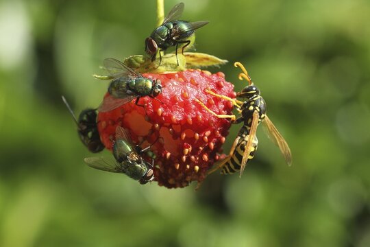 Common green bottle flies (Lucilia sericata) and social wasp (Vespidae) snacking on ripe strawberry, Allg&auml;u, Bavaria, Germany
