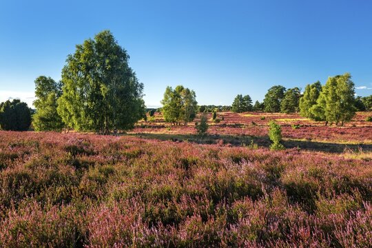 Typical heath landscape with flowering heather and birch trees, L&uuml;neburger Heide, Lower Saxony, Germany