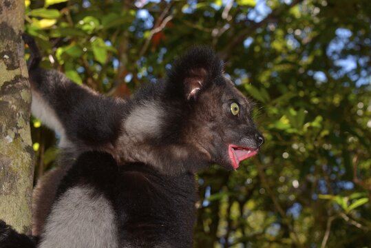Indri (Indri indri) at his morning calls, Analamazaotra National Park, Madagascar